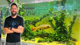 6,000L Mbu Pufferfish Aquarium! (Interzoo Highlights!)