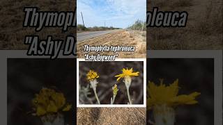 Ashy Dogweed Needs to Be Grown in Texas Native Plant Horticulture