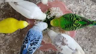 Budgrigar Bird Setup