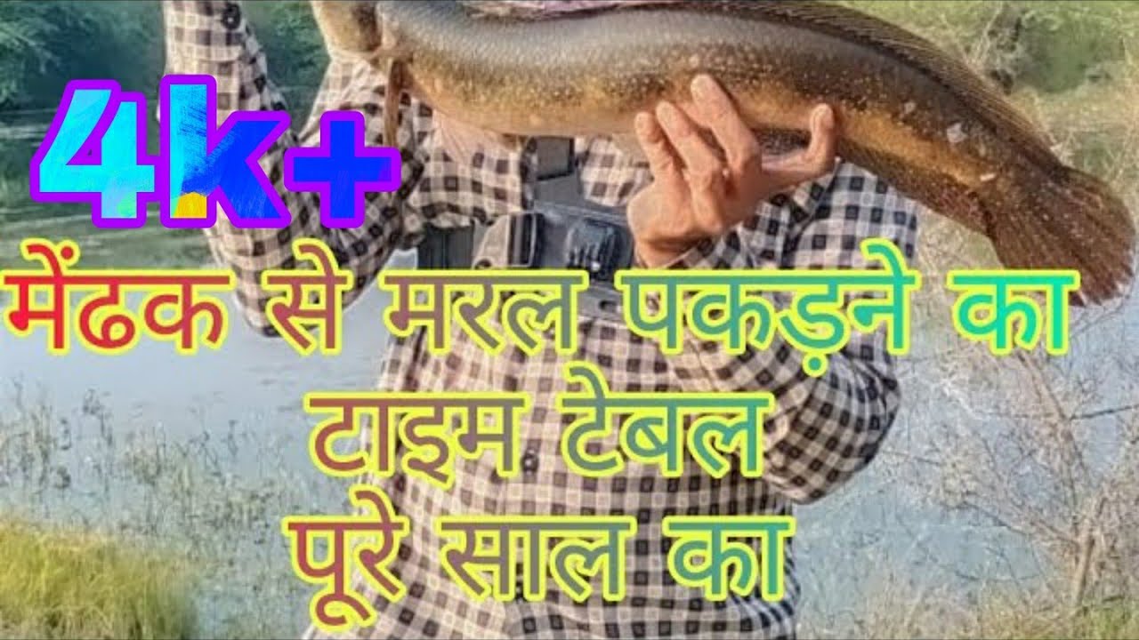 Snakehead Fishing Time | Snakehead Fishing season? 