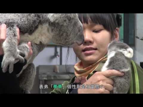 無尾熊男丁長大 男生宿舍變熱鬧 Our koala is growing up!