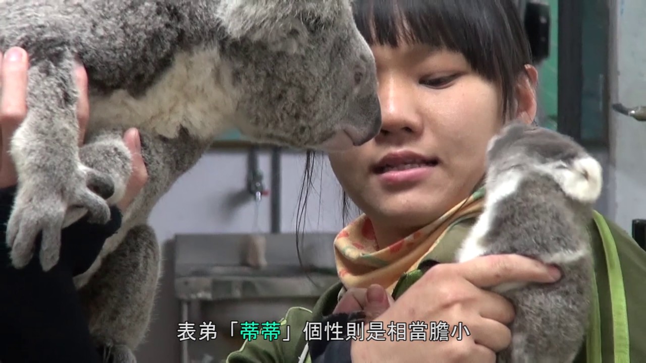無尾熊男丁長大 男生宿舍變熱鬧 Our koala is growing up!