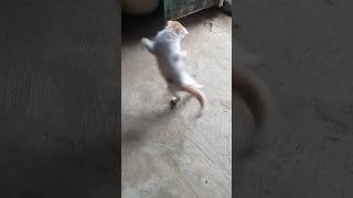 cat game#cat farmBall game#Bat ball game#Foot ball game