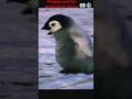 Penguins and the danger of death❄️👀#penguin#animals#wildlife#nature#shorts#viral