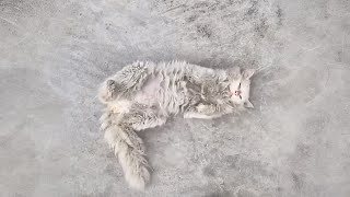 The stray cat desperately seeks attention from passersby, hoping someone will take him home. by Paws Bliss Haven 73,963 views 1 month ago 9 minutes, 48 seconds