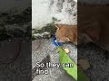 Please share—thank you so much! #cat #ihavethisthingwithplants #viral