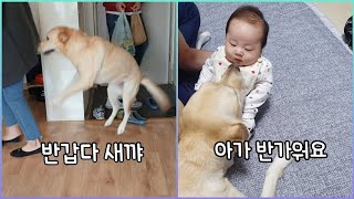 My Dog Acts Differently Around The Baby