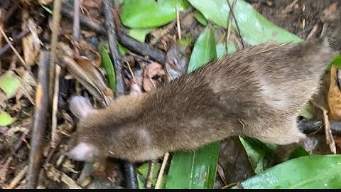 (Tập 14) 2ae tiếp tục đi thăm bẫy |Rừng núi Bắc Kạn