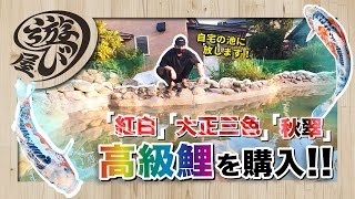 【DIY】「紅白」「大正三色」「秋翠」高級鯉を購入！自宅の池に放します！