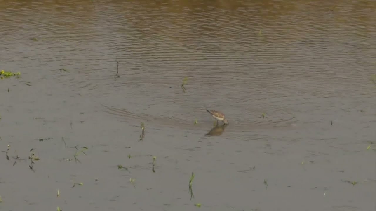 Stilt Sandpiper foraging at Lind Coulee