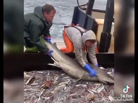 لما تطلع علي سفينة مليانة أسماك