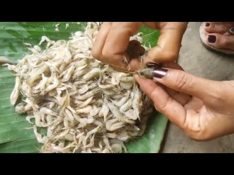वीडियो: झींगा मछली कैसे पकती है