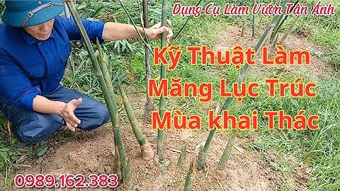 Chi Tiết Kỹ Thuật Làm Măng Lục Trúc Mùa Khai Thác Củ