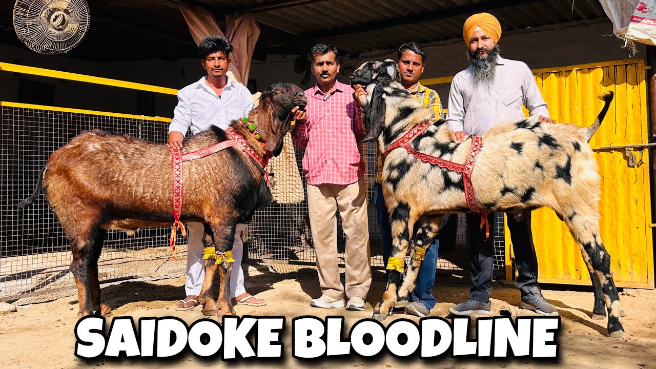 ਆ ਹੁੰਦੀ ਬਲੱਡਲਾਈਨ ,ਦੇਖੋ ਸਾਨਾਂ ਵਰਗੇ ਬੀਟਲ ਬੱਕਰੇ। TOP BEETAL BLOODLINE IN PUNJAB । PAMMA SAIDOKE