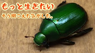 足のないコガネムシ 足のないコガネムシが 我が家にやってきました Youtube