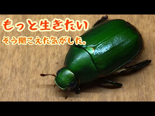 Legless Scarab Beetle 1] A legless scarab beetle has come to my