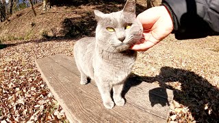 ロンシアンブルーよのうな灰色猫が土手を下ってモフられにやってきた
