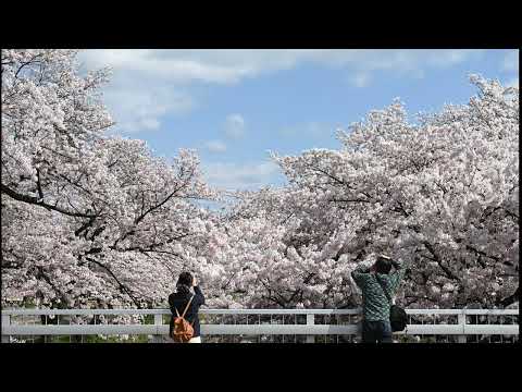 벚꽃 엔딩-A.Sax 연주:이준석
