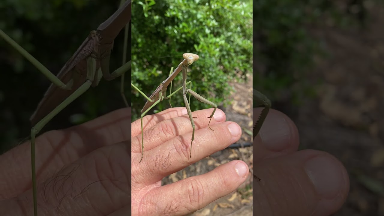 Praying mantis what a weapon #entomology #insects #insect #prayingmantis #predator #insectmacro