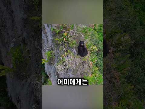 절벽을 선택한 어미 <strong>곰</strong>