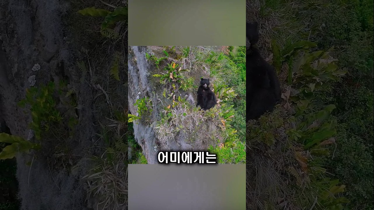 절벽을 선택한 어미 곰