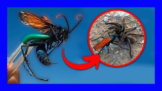 10 MOST PAINFUL INSECT BITES and STINGS