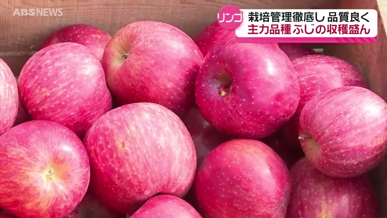 Fuji, the main apple variety, is producing a good harvest again