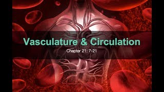 2.1-Vasculature & Circulation