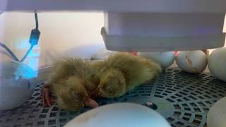 Buff ducklings just hatched! Less then an hour old.