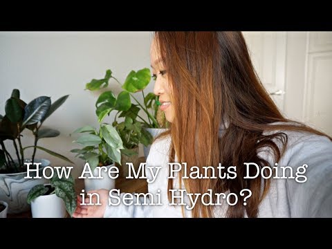 SEMI HYDROPONICS |
