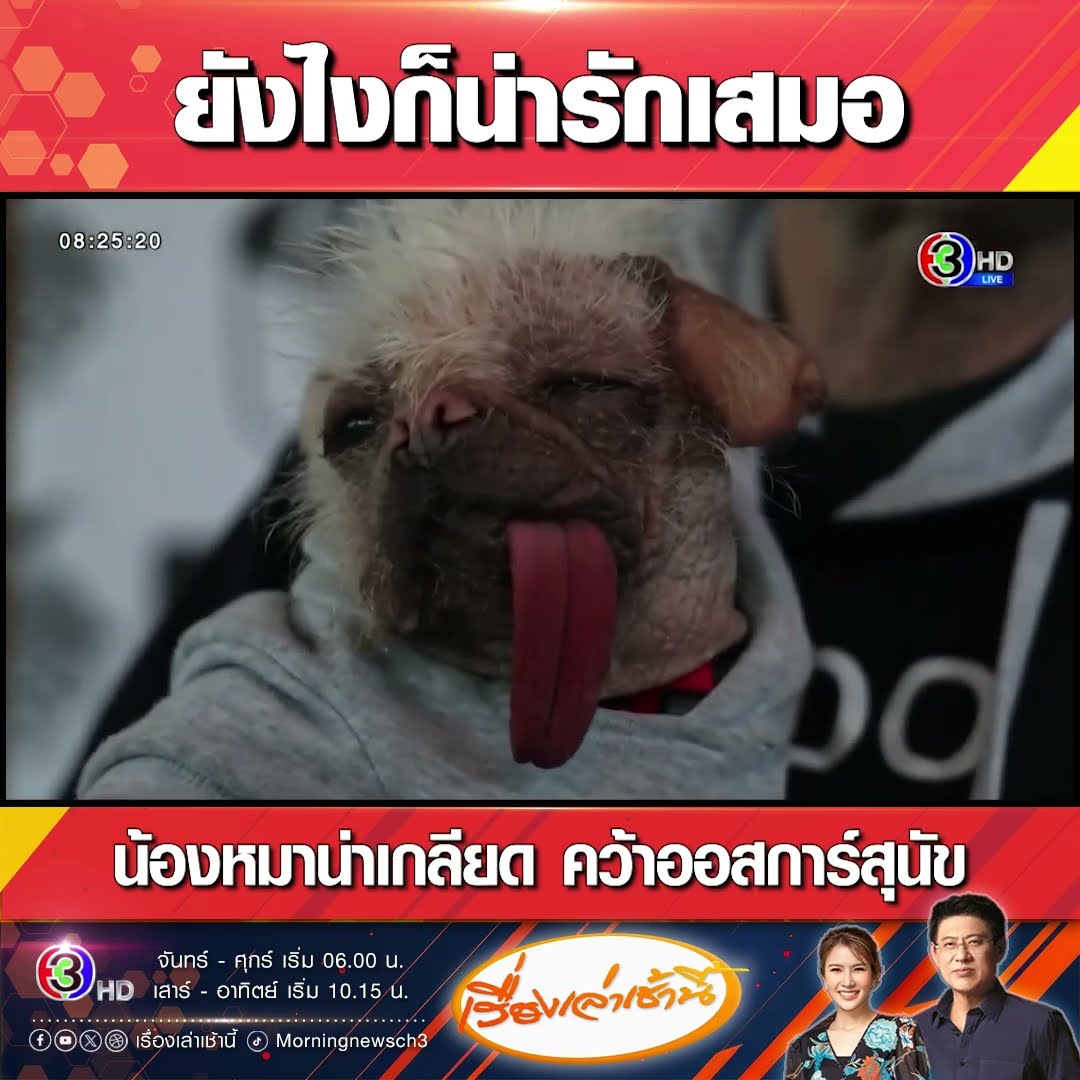 ยังไงก็น่ารักเสมอ น้องหมาน่าเกลียด คว้าออสการ์สุนัข
