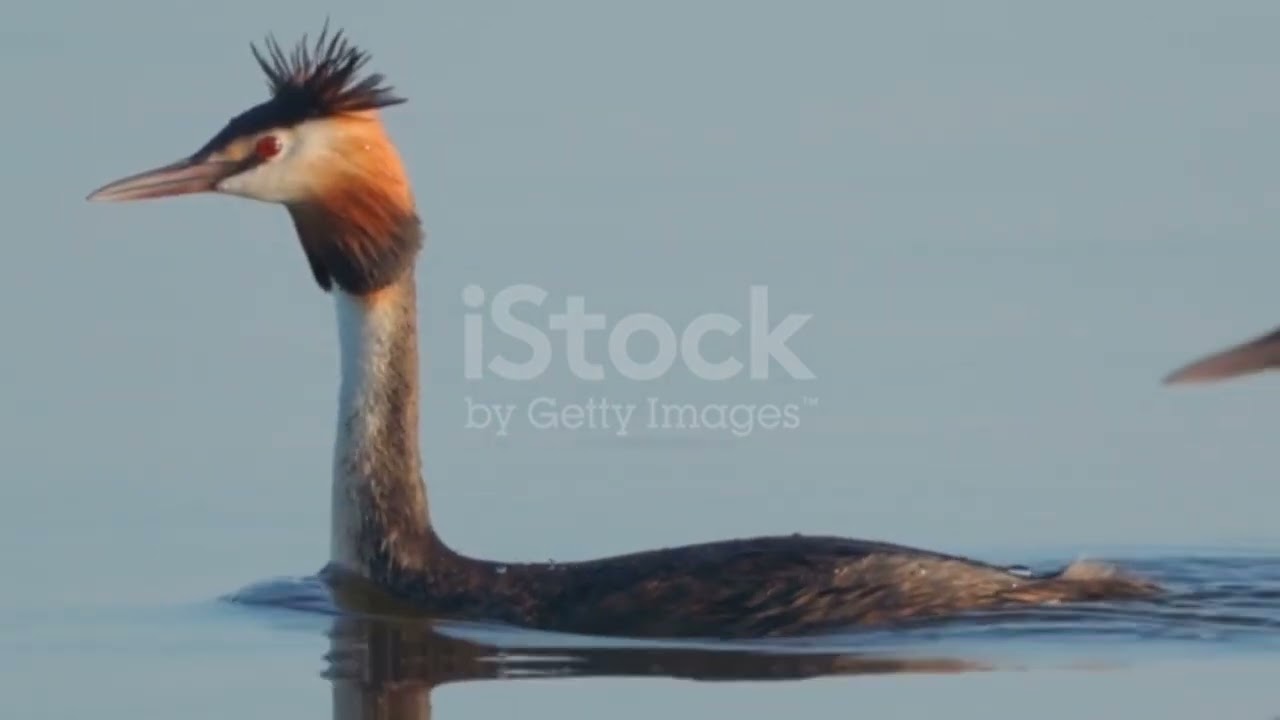 Aquatic birds . what exactly are they ?  Here's a video of aquatic birds and some popular examples.