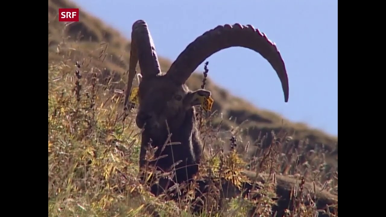 Jodlerquartett Chüejerlüt Üf dä Alpe obe