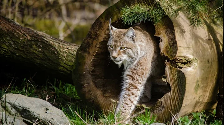 Bobcats