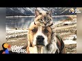 Dog Comforts His Cat Brother In The Cutest Way - HENRY & BALOO | The Dodo Odd Couples