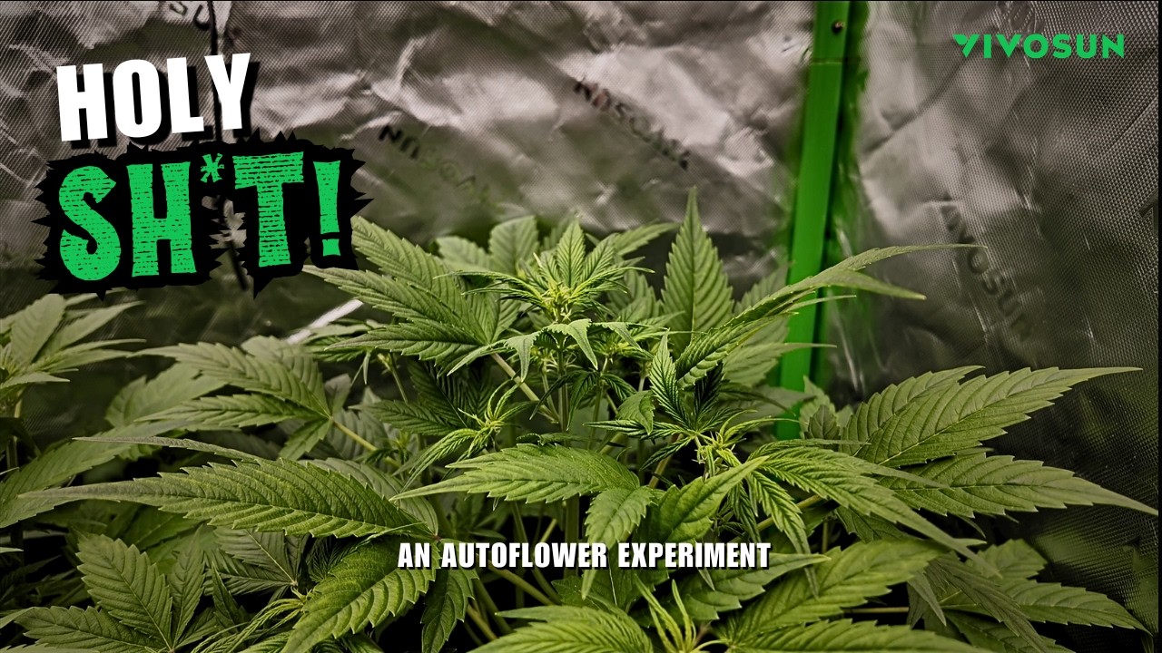 An ABSOLUTE EXPLOSION of GROWTH!  ||  Vivosun Grow Tent Pro