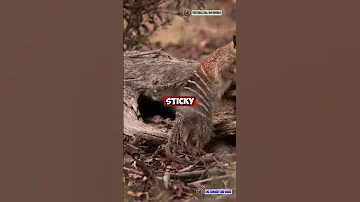 🐜 The Termite-Eating Specialist! | Amazing Numbat Facts You’ve Never Heard