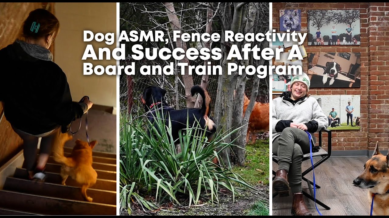 DogVlog 164 What To Do When You Feel Overwhelmed After Your Dogs