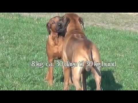 Video: Er Muskat Trygt For Hunder?