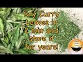 How to Dry and Store Curry Leaves 🌿