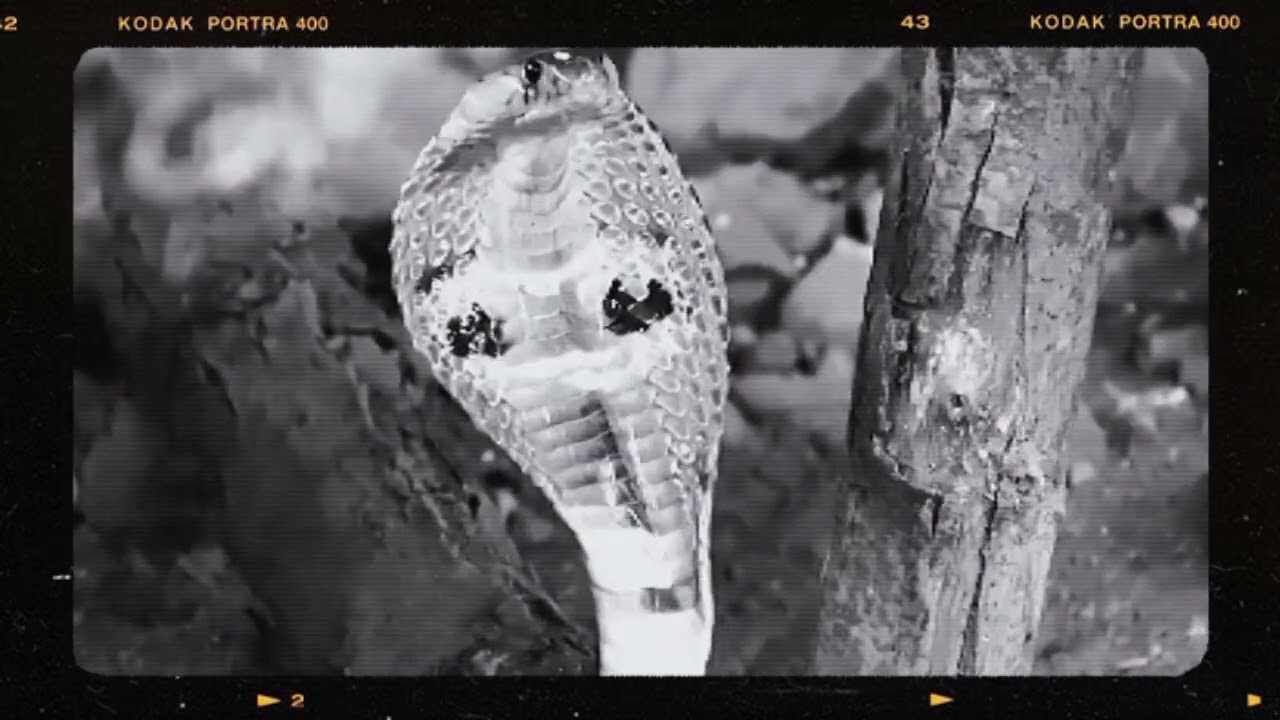 INDIAN COBRA. 📷