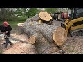 Ported Stihl 661 with 60" bar - BIG Maple Tree