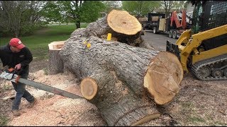 Ported Stihl 661 with 60' bar  BIG Maple Tree