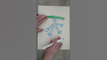 How the Respiratory System Works #experiment