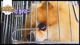 Pomeranian Dog Slams The Damn Door When He's Upset LOL