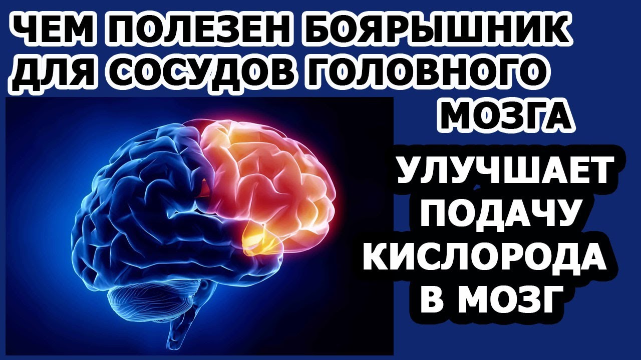 Чем полезен боярышник для сосудов головного мозга