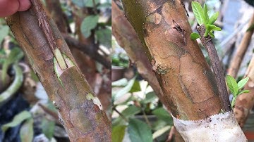 hướng dẫn ghép cây ổi sống 100% tại nhà