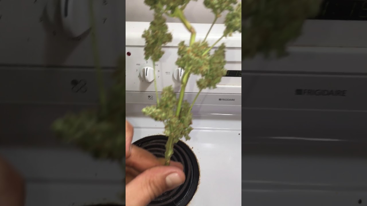 Looking at wet trimmed mass auto x skunk mass auto