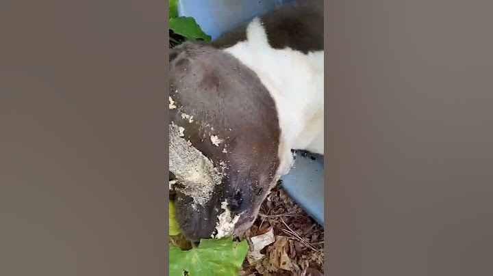 abused murdered dog by neighbor who breed them, don't give animals away online