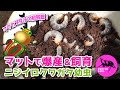 【ニジイロクワガタ】２ヶ月放置の産卵セット解禁！100均ケース＆マットで幼虫飼育「菌糸ビンなんて要りません！」